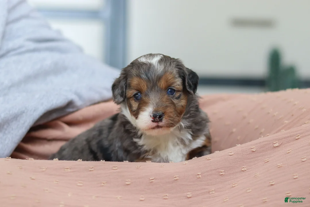 Mini Bernedoodle dogs for sale: Paige - Ad 3