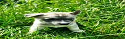 Mixed Breed dogs for sale: Bashful - Ad 9