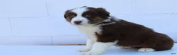 Australian Shepherd dogs for sale: Smokey - Ad 3