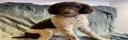 Labradoodle dogs for sale: Cannellini (Boy) - Ad 10