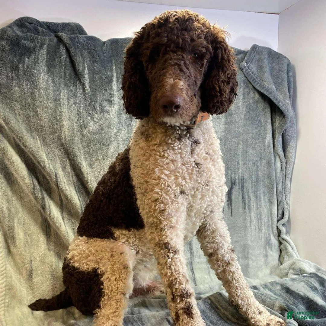 Labradoodle dogs for sale: Cannellini (Boy) - Ad 10