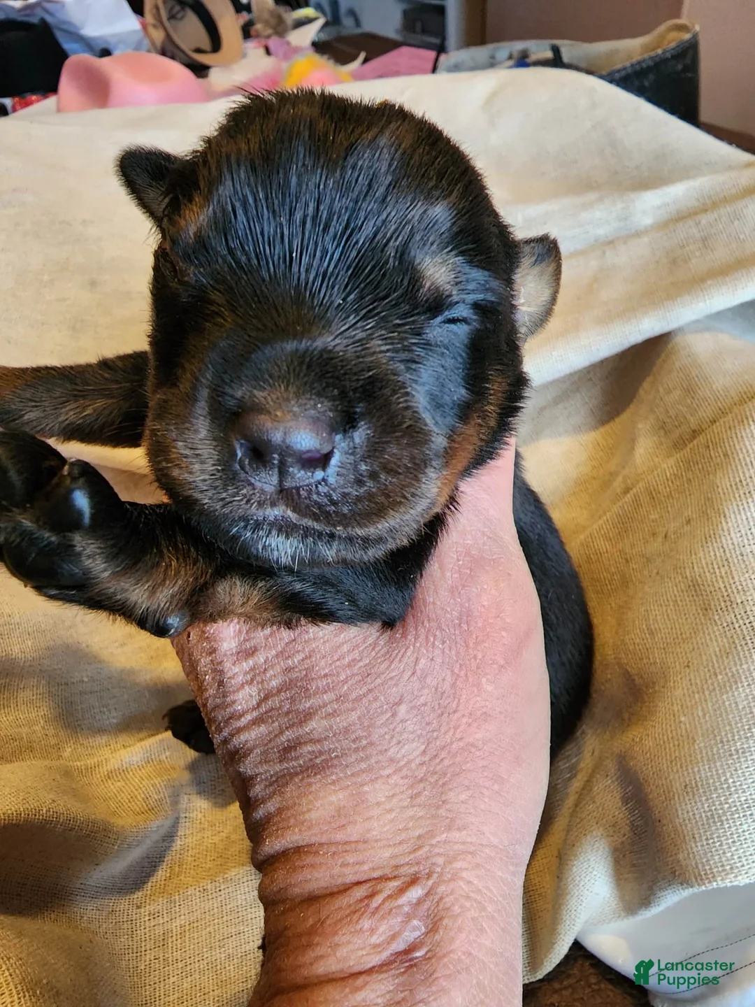 Rottweiler dogs for sale: Rott F1 - Ad 1