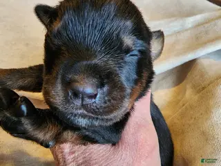 Rottweiler dogs Rott F1 - Ad 11