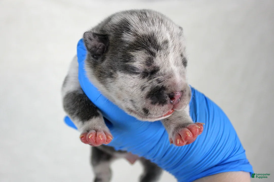 American Bully dogs for sale: White/Blue Male - Ad 16