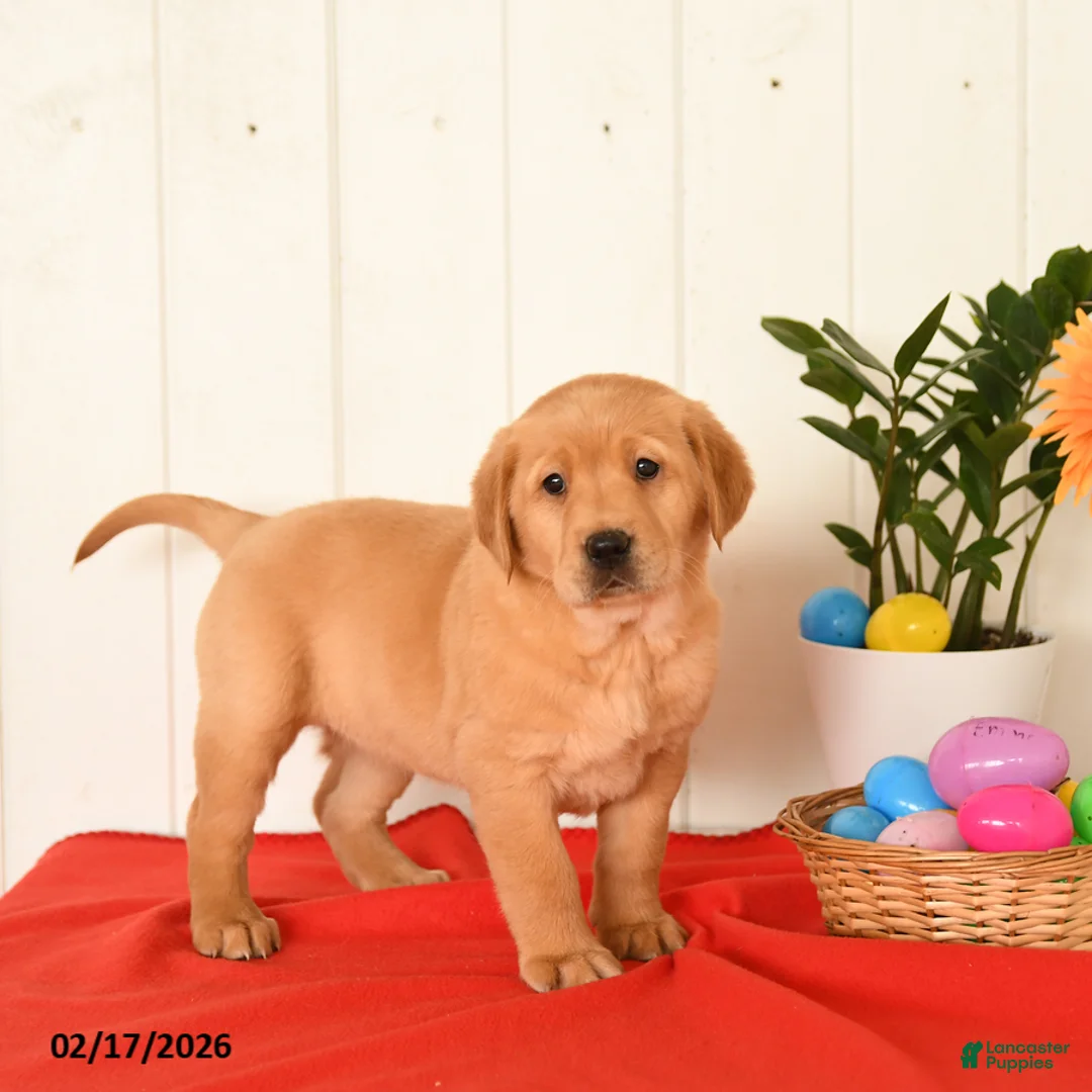 Goldador dogs for sale: Kinder - Ad 2