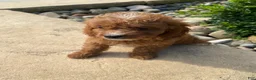 Cavapoo dogs for sale: Becky - Ad 5
