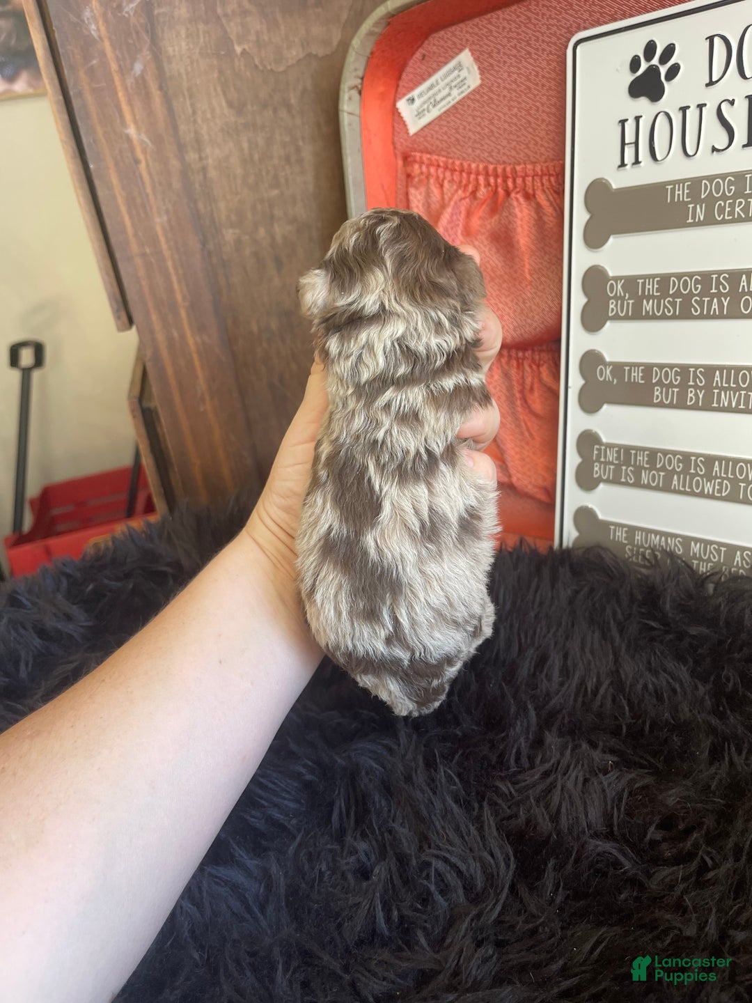 Miniature Poodle dogs for sale: Miniature Poodle Puppy 1 - Ad 12