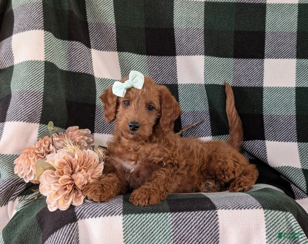 Miniature Labradoodle dogs for sale: Charlee Hypoallergenic - Ad 6