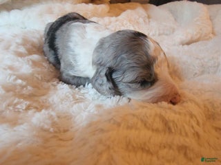 Mixed Breed dogs Lilly - Ad 16