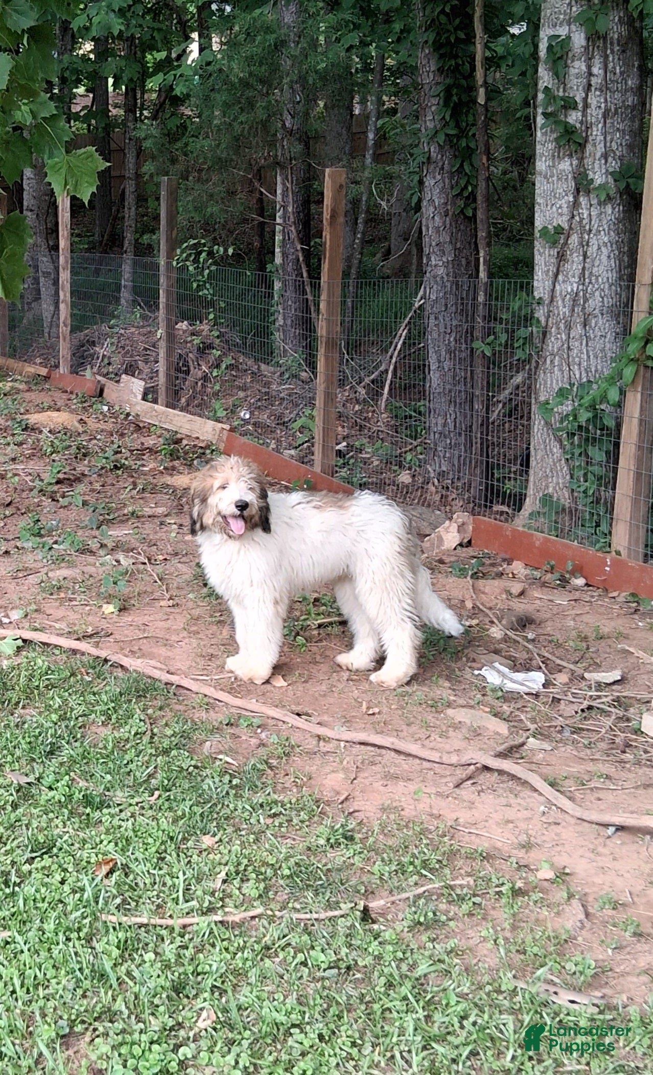 Mixed Breed dogs for sale: Mixed Breed Puppy 2 - Ad 2