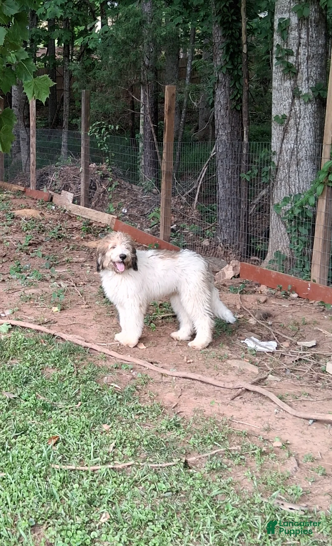 Mixed Breed dogs for sale: Mixed Breed Puppy 2 - Ad 1