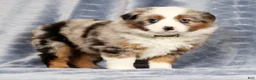 Miniature Australian Shepherd dogs for sale: Emmy - Ad 3