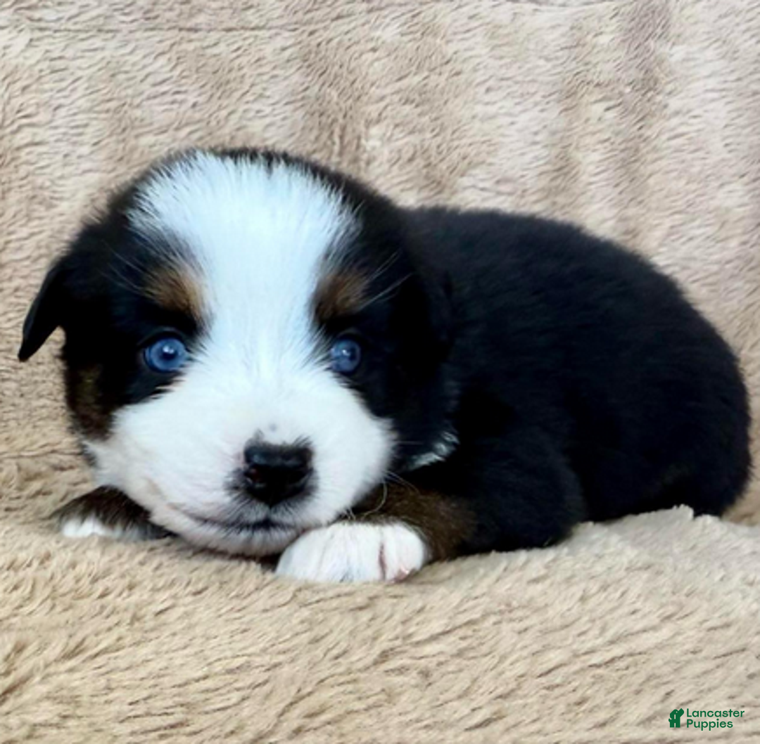 Miniature Australian Shepherd dogs for sale: Uriel - Ad 4