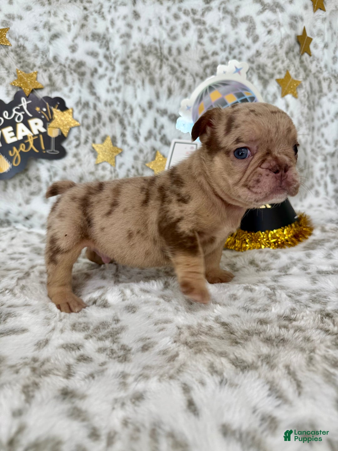 French Bulldog dogs for sale: Bear - Ad 2