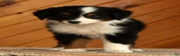 Australian Shepherd dogs for sale: Tammy - Ad 4