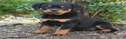 Rottweiler dogs for sale: Sadie - Ad 4