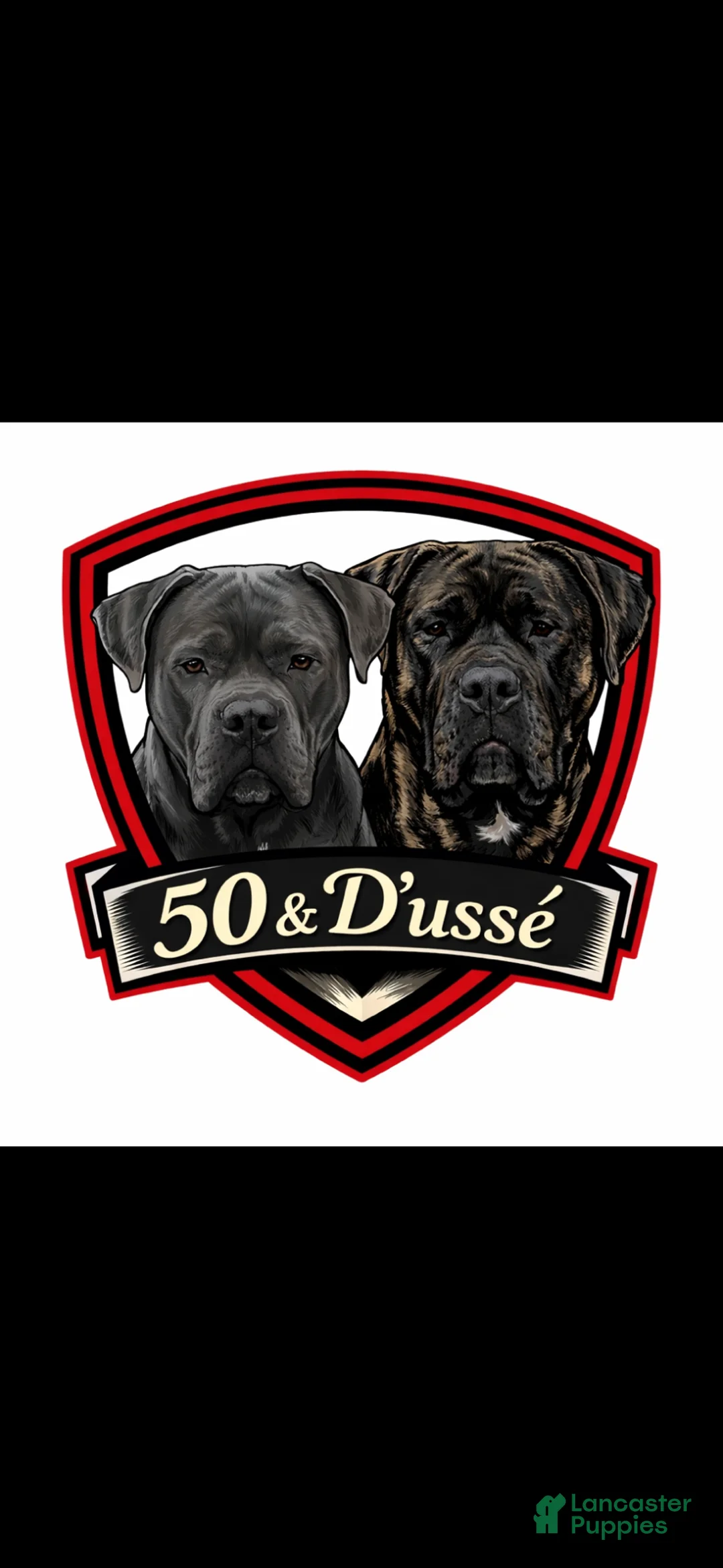 Cane Corso dogs for sale: Cane Corso Puppy 5 - Ad 4
