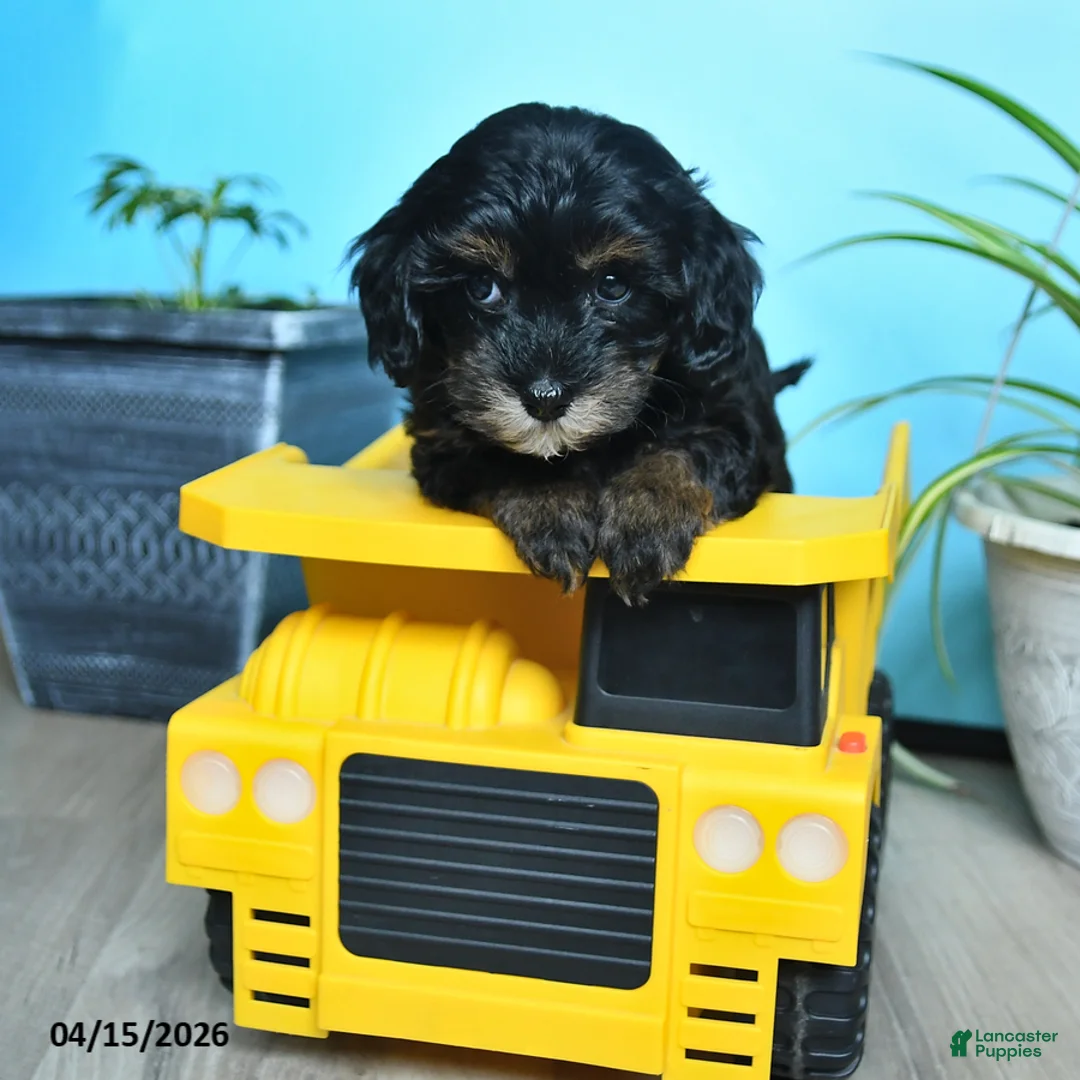 Havapoo dogs for sale: Sprinkle - Ad 2