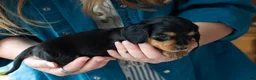Miniature Dachshund dogs for sale: Agatha - Ad 4
