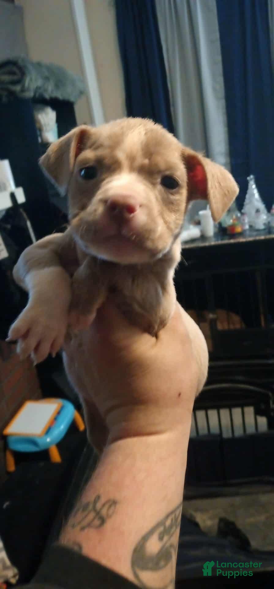 American Bully dogs American Bully Puppy 1 - Ad 30