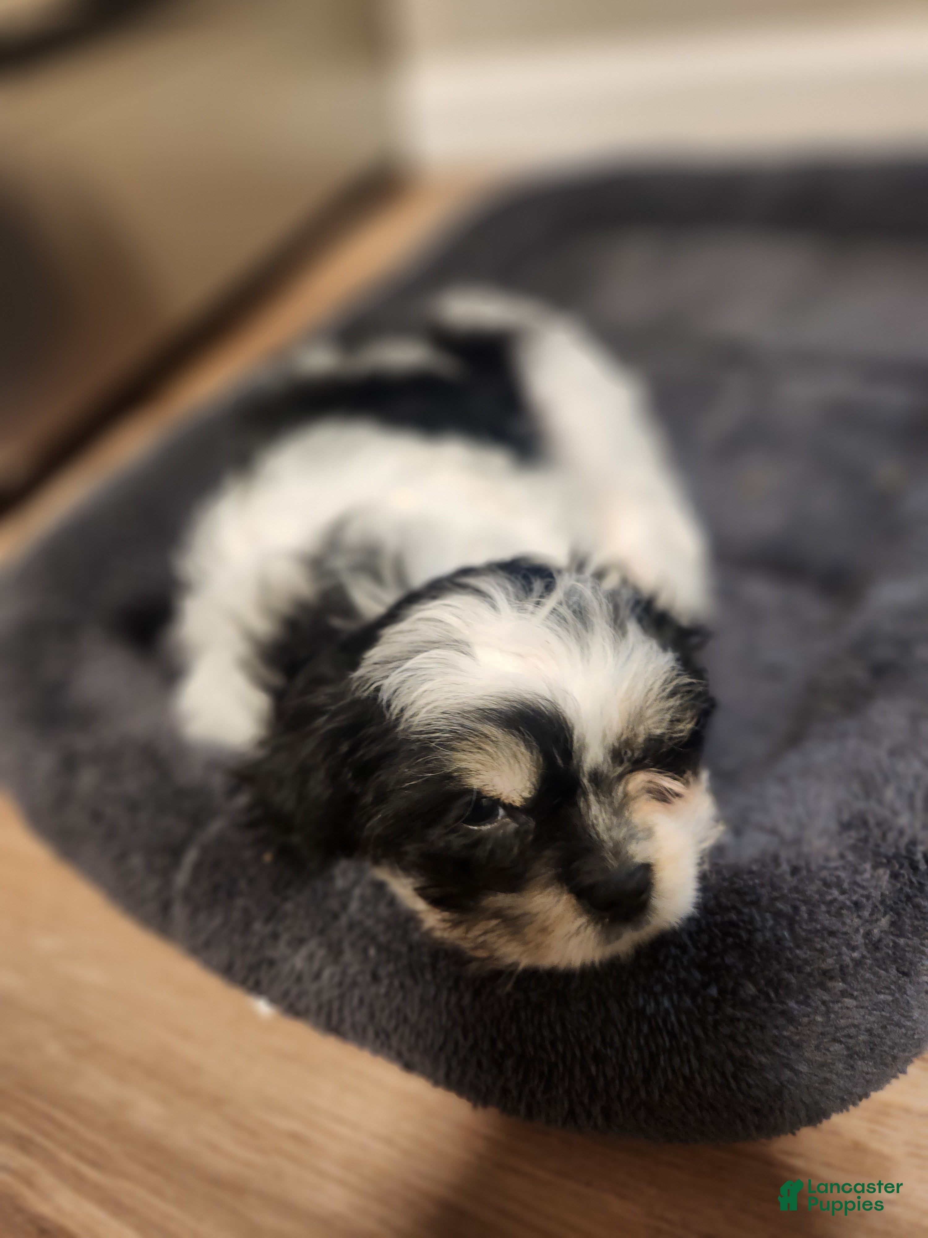 Shih Tzu dogs Shih Tzu Puppy 1 - Ad 24