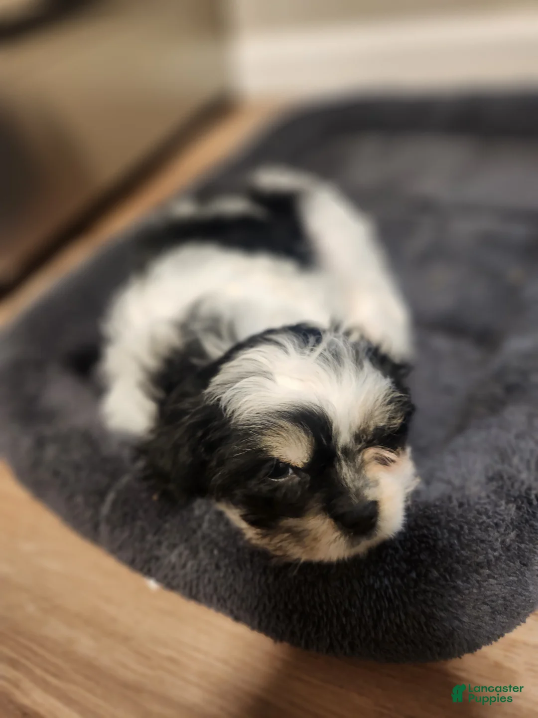 Shih Tzu dogs for sale: Shih Tzu Puppy 1 - Ad 1