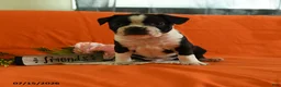 Boston Terrier dogs for sale: Vixon - Ad 1