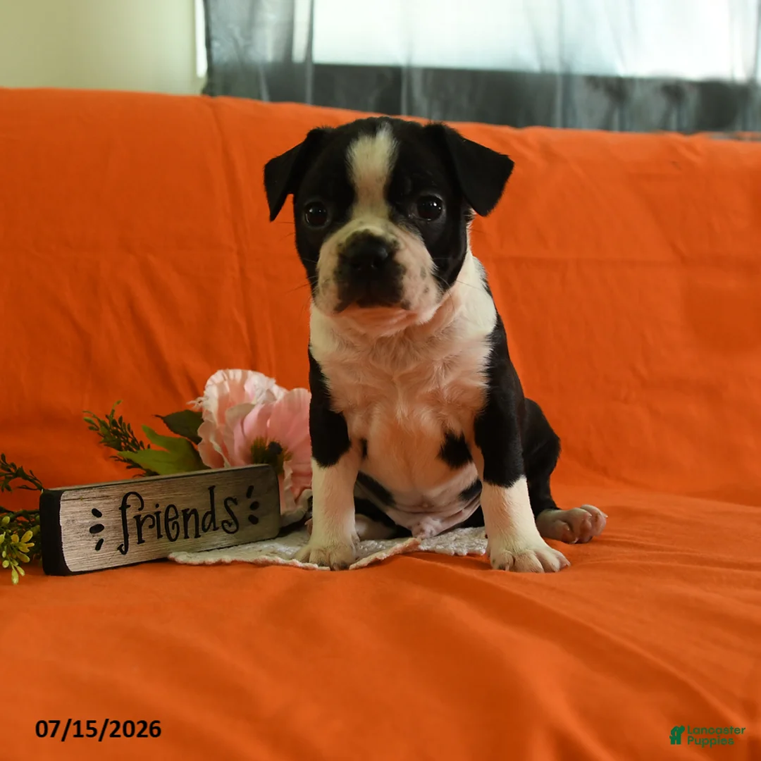 Boston Terrier dogs for sale: Vixon - Ad 1