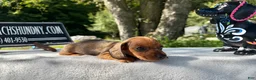 Miniature Dachshund dogs for sale: Red smooth Russian girl - Ad 3