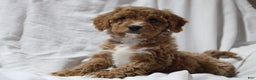 Mixed Breed dogs for sale: CavaPooChon female JINGLE - Ad 4