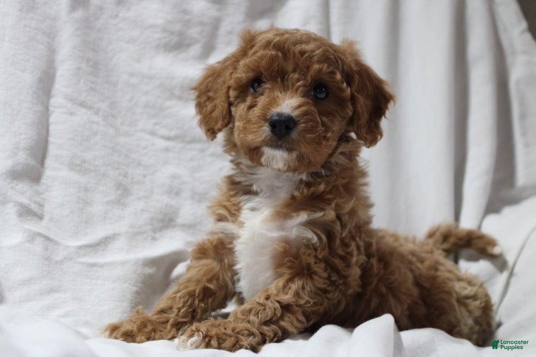 Mixed Breed dogs for sale: CavaPooChon female JINGLE - Ad 4