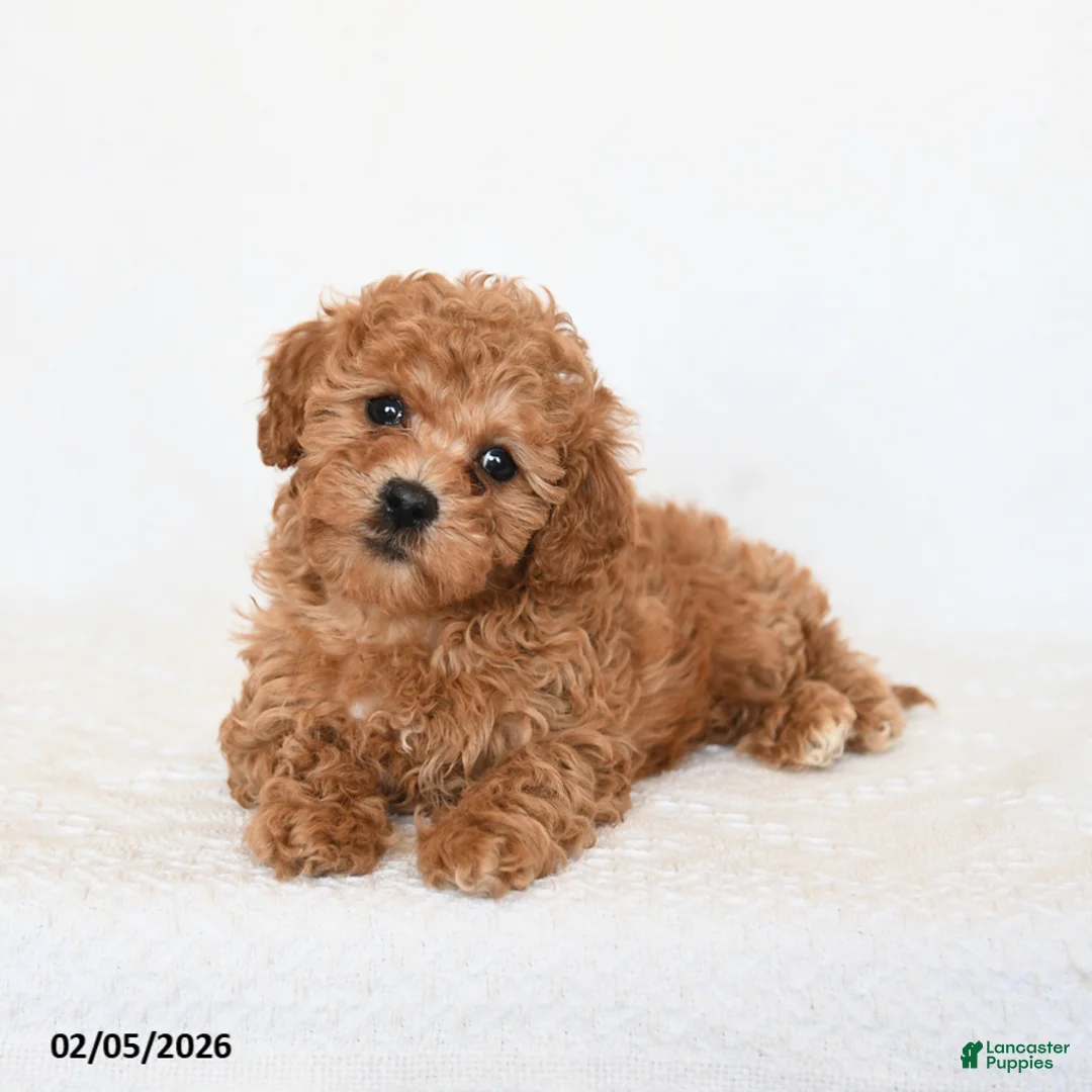 Miniature Poodle dogs for sale: Hazel - Ad 4