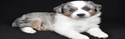 Miniature Australian Shepherd dogs for sale: Angel - Ad 8