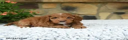 Cavapoo dogs for sale: Willow - Ad 4