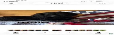 Cockapoo 1