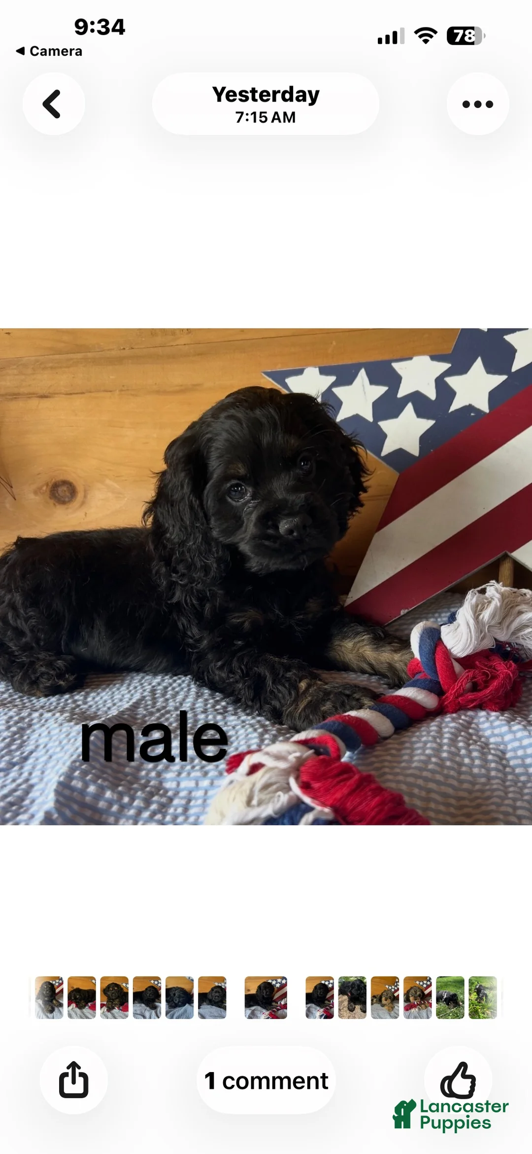 Cockapoo dogs for sale: Cockapoo 1 - Ad 1