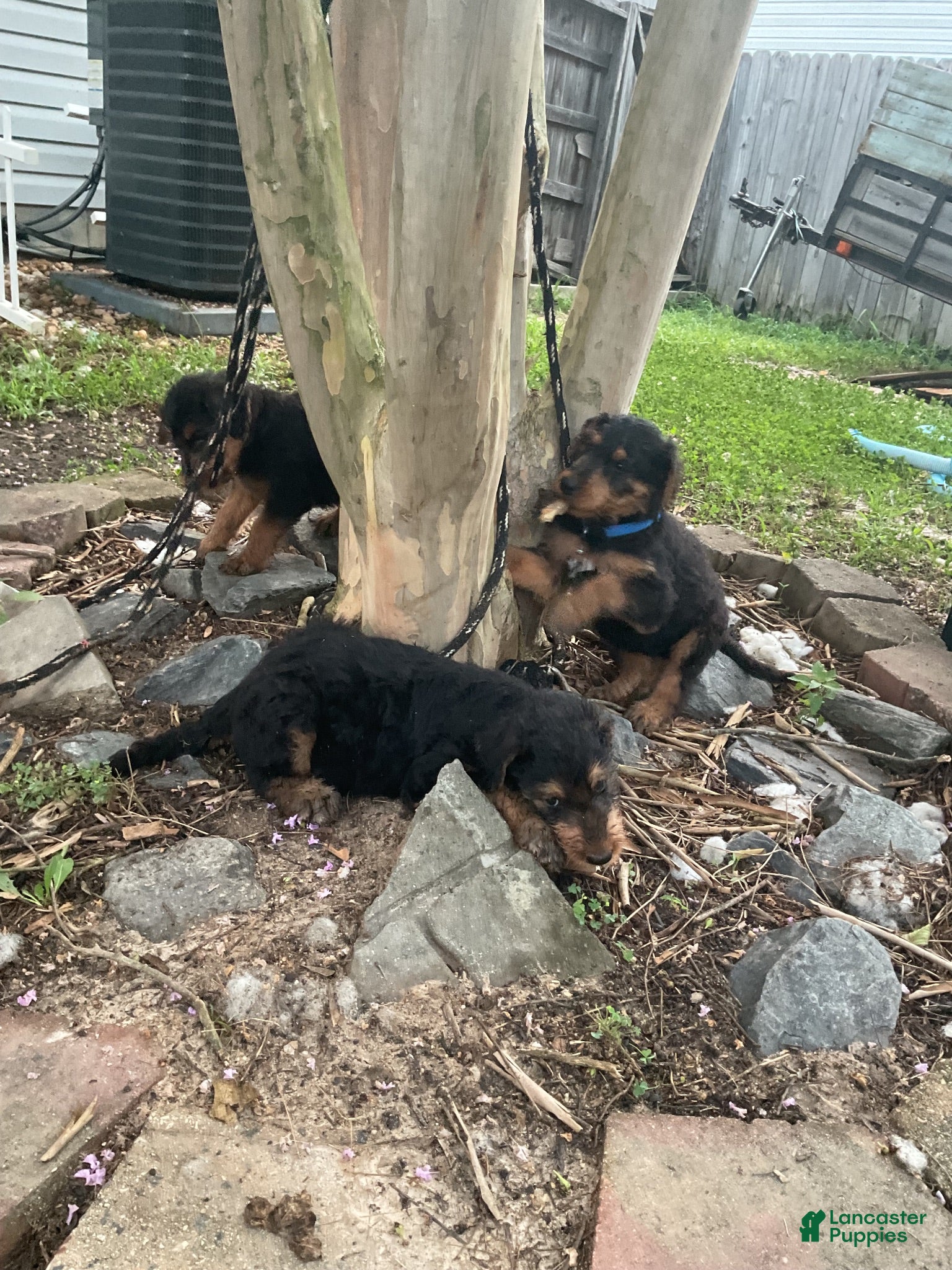 Airedale Terrier dogs Airedale Terrier 3 - Ad 15
