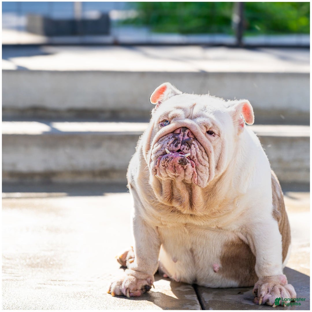 English Bulldog dogs for sale: Pearl - Ad 2