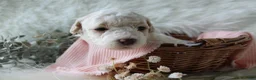 Bichpoo dogs for sale: Sable - Ad 12