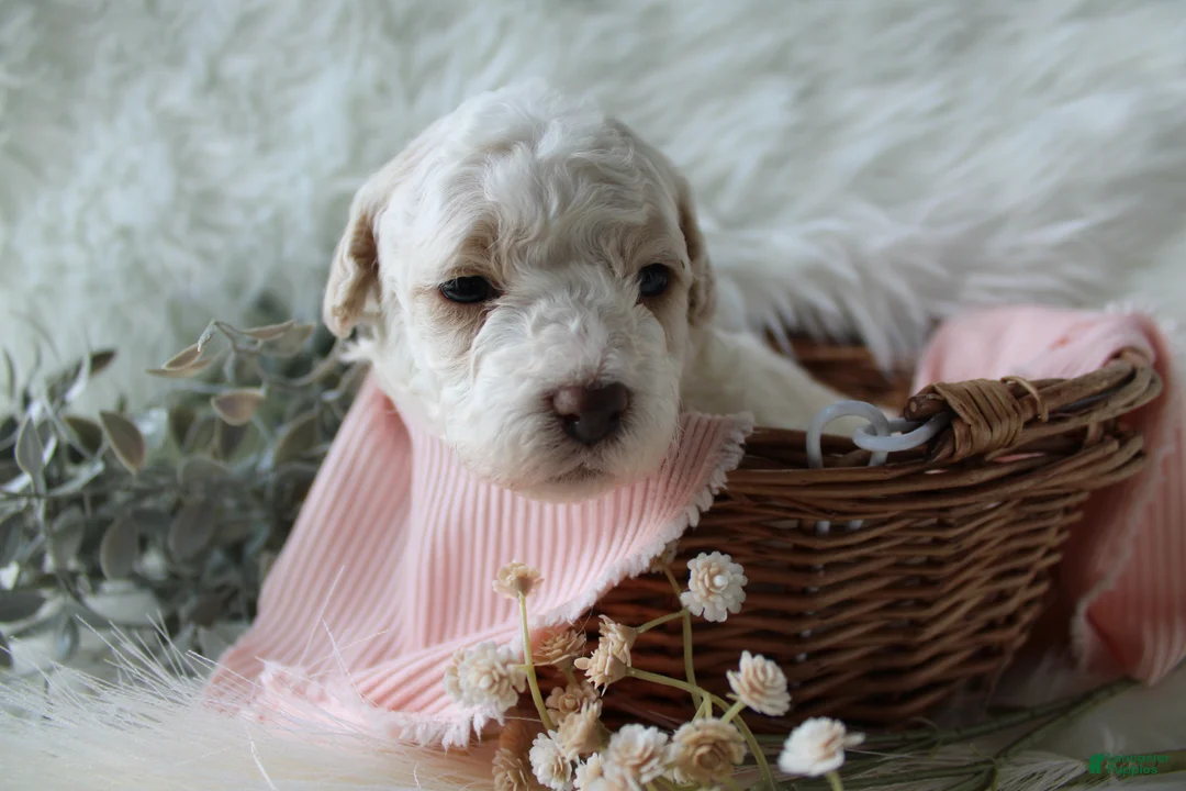 Bichpoo dogs for sale: Sable - Ad 12