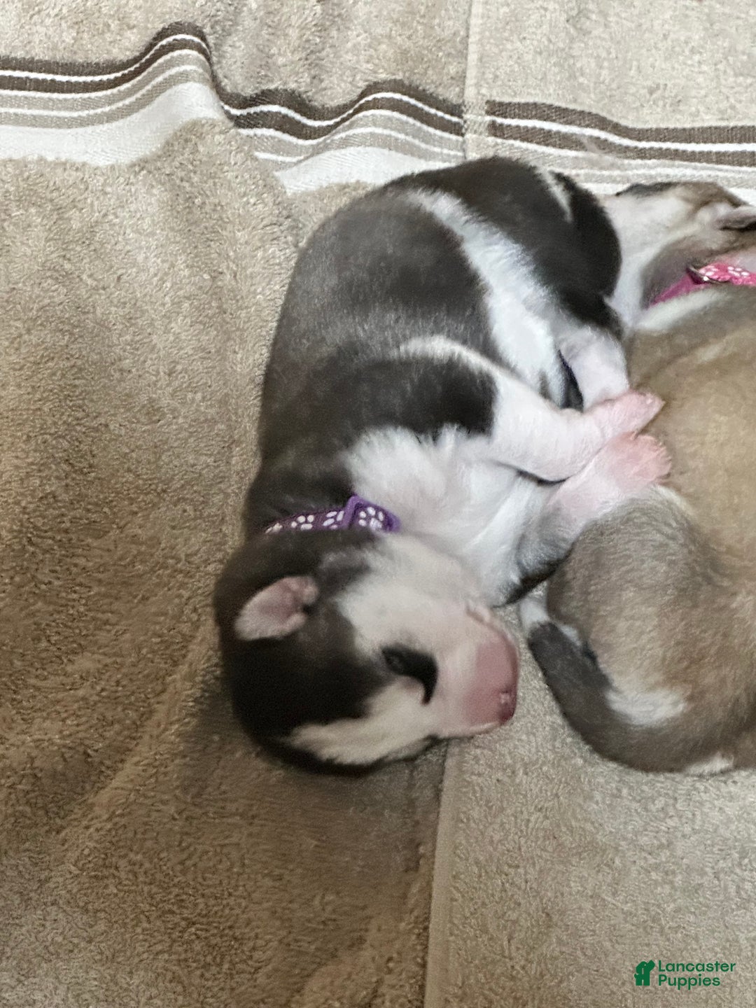 Siberian Husky dogs for sale: Siberian Husky Puppy 1 - Ad 4