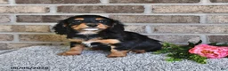 Cavachon dogs for sale: Benji - Ad 3