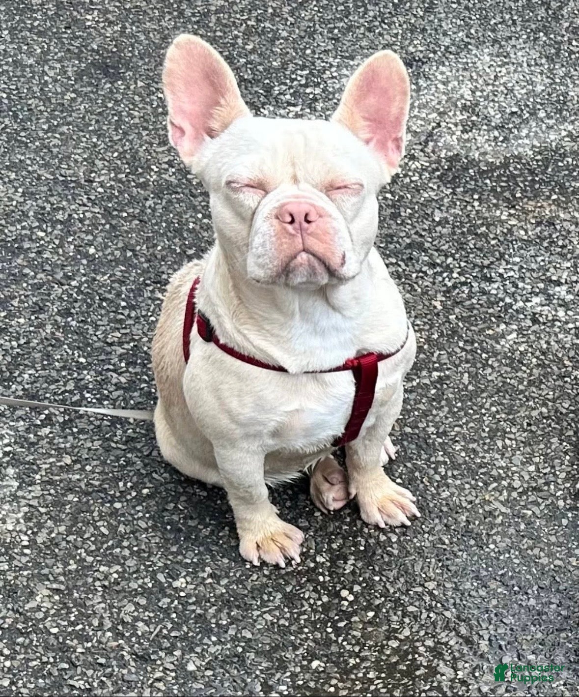 French Bulldog dogs French Bulldog Puppy 2 - Ad 2