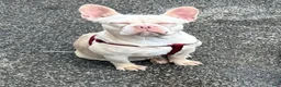 French Bulldog dogs for sale: French Bulldog Puppy 2 - Ad 2