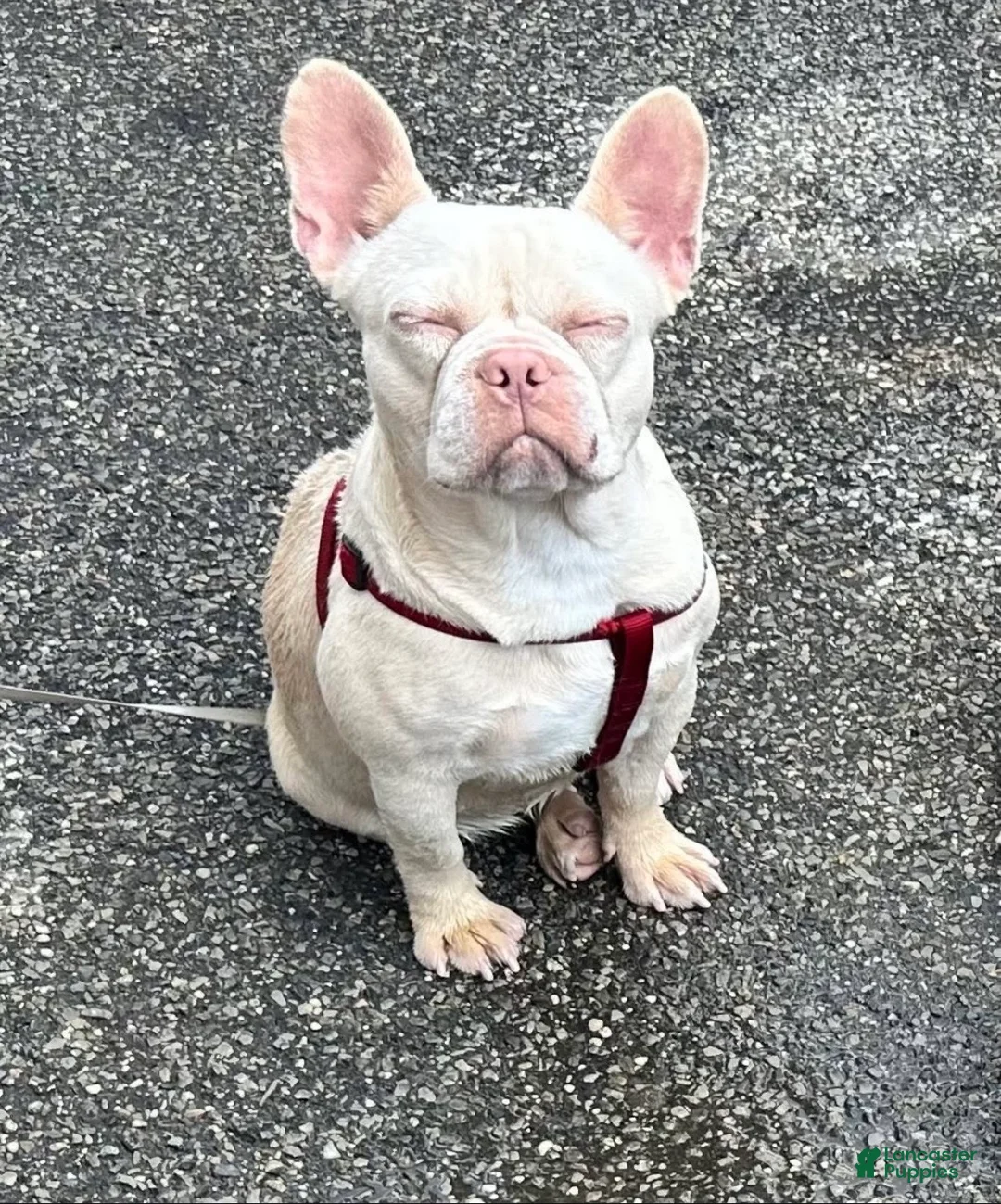 French Bulldog dogs for sale: French Bulldog Puppy 2 - Ad 2