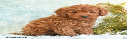 Cockapoo dogs for sale: Babs - Ad 2