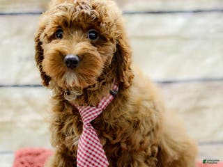 Cockapoo dogs Kade - Ad 9