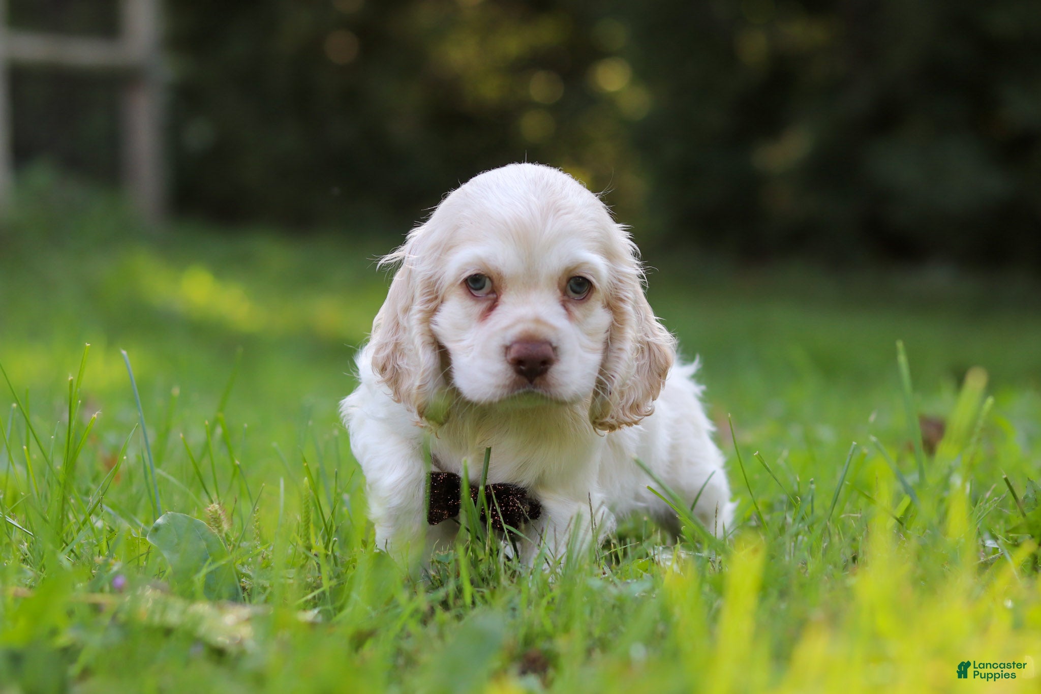 Cocker Spaniel dogs Benji - Ad 1