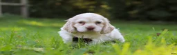 Cocker Spaniel dogs for sale: Benji - Ad 1
