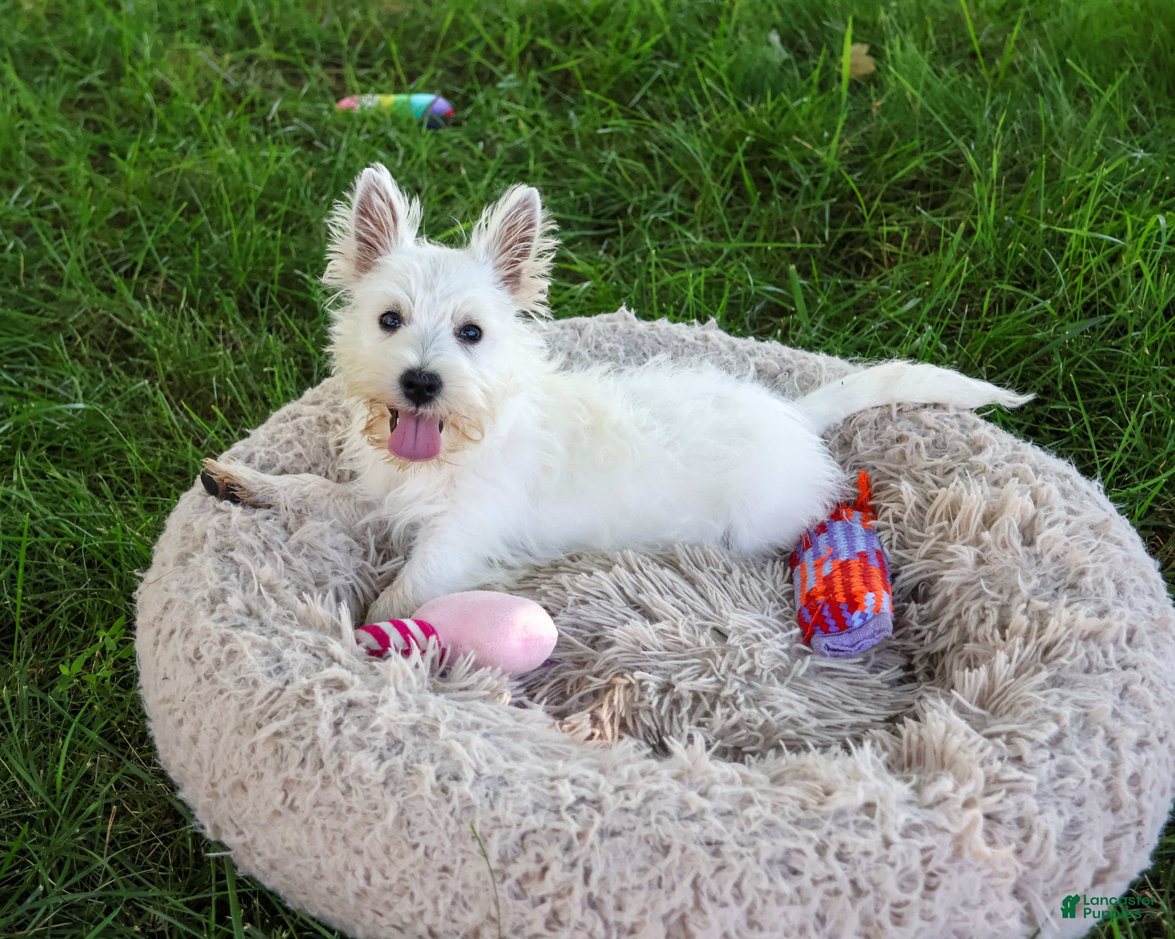 West Highland Terrier dogs Bonnie - Ad 20